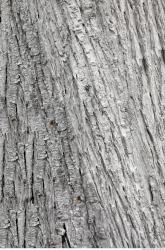 Photo Textures of Tree Bark